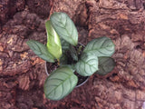 Calathea Lancifolia