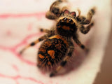 Phidippus regius "Everglades" (Springspinne)