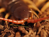 Scolopendra dehaani (Vietnam)