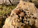 0.1 Nhandu chromatus
