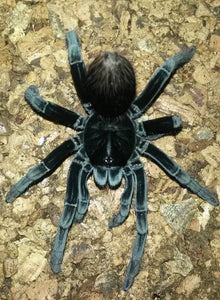 1.2 Pamphobeteus sp. Pucallpa "lightning blue"