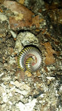 Anadenobolus monilicornis