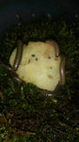 Anadenobolus monilicornis