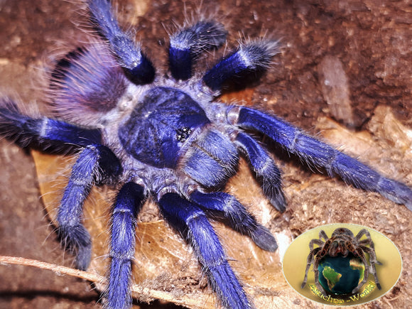 1.0 Pterinopelma sazimai