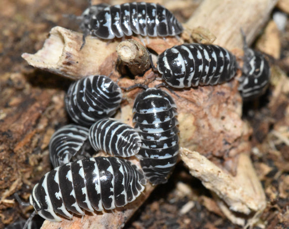 Armadillidium maculatum „Zebrarollassel“