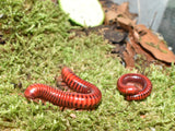 Centrobolus splendidus