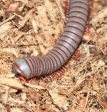 Tonkinbolus caudulanus