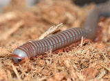 Tonkinbolus caudulanus