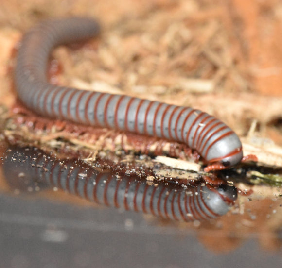 Tonkinbolus caudulanus
