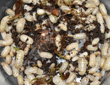Armadillidium vulgare "magic potion"