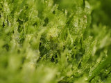 Antrophyum cf. plantagineum