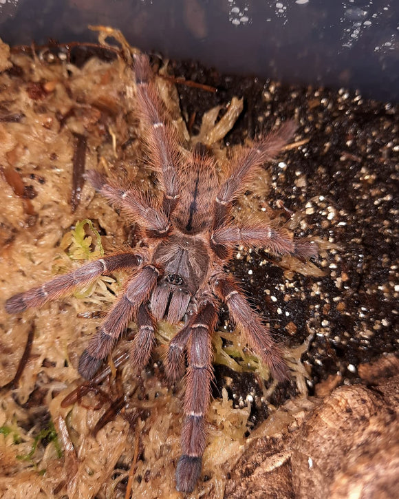 Phormigochilus sp. rufus