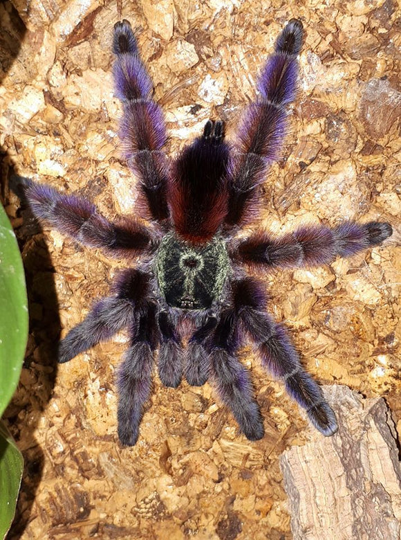 0.1 Caribena versicolor