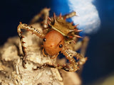 Cosmoderus femoralis "Drachenkopf Grille"