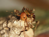 Cosmoderus femoralis "Drachenkopf Grille"