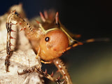 Cosmoderus femoralis "Drachenkopf Grille"