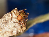 Cosmoderus femoralis "Drachenkopf Grille"