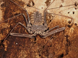 Euphrynichus bacillifer