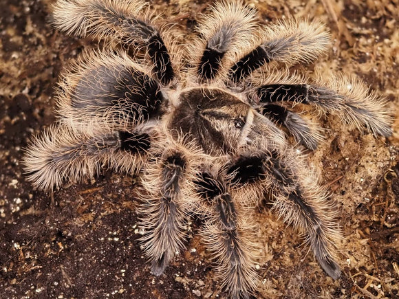 0.1 Tliltocatl albopilosus Nicaragua