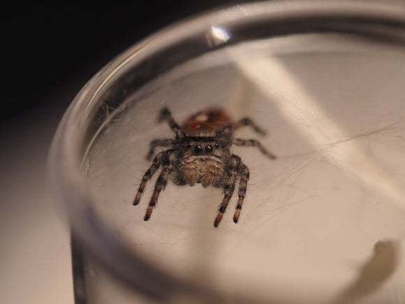 Phidippus adumbratus (Springspinne)