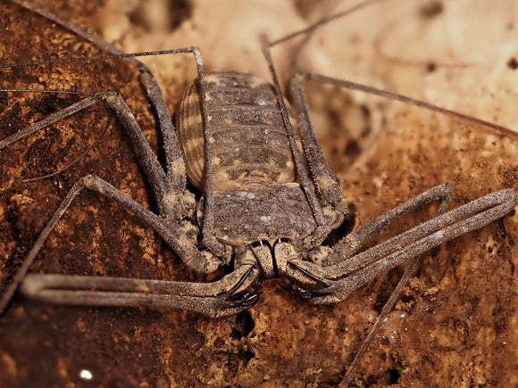 Euphrynichus bacillifer