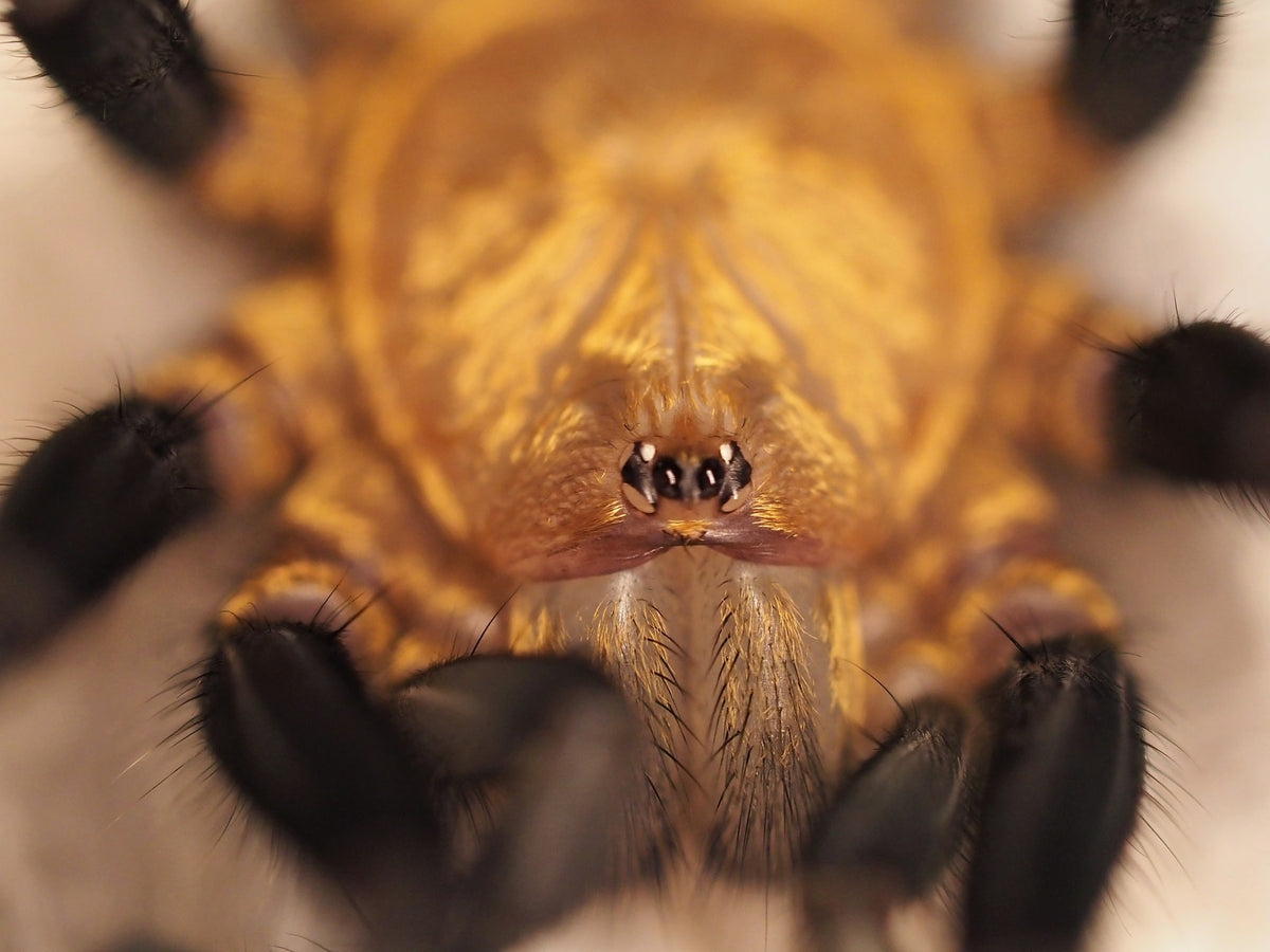 Linothele fallax – Arachno-World