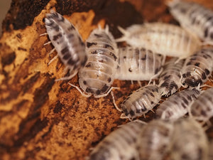 Porcellio laevis "Panda"