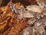 Porcellio laevis "Panda"