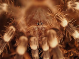 0.1 Acanthoscurria geniculata