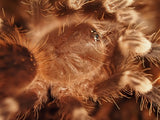 1.0 Acanthoscurria geniculata