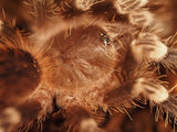 0.1 Acanthoscurria geniculata