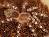 0.1 Acanthoscurria geniculata