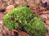 Weißmoos lebend -  Leucobryum glaucum