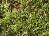 Waldmoos lebend