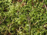 Waldmoos lebend