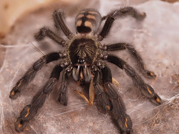 0.1 Psalmopoeus irminia