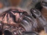 0.1 Xenesthis intermedia