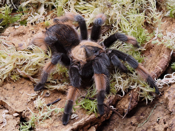 1.0 Brachypelma emilia