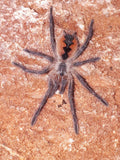 Pamphobeteus sp. Cascada
