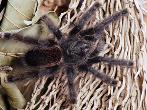 1.1 Avicularia metallica "Guayana"