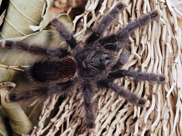 1.1 Avicularia metallica 