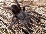 Avicularia metallica "Guayana"