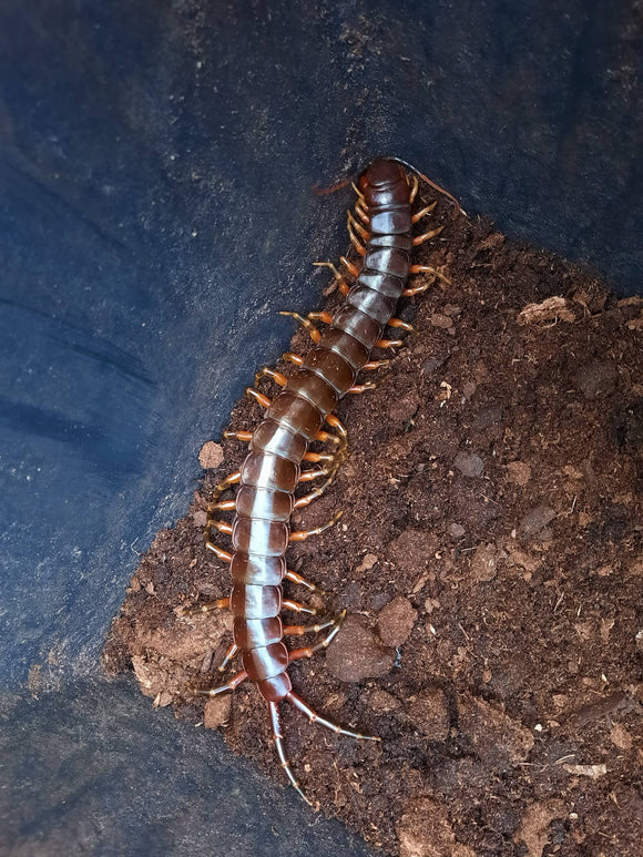 Scolopendra galapagoensis