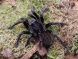 0.1 Haplopelma sp. Thailand