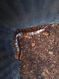 Scolopendra galapagoensis