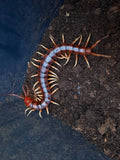 Scolopendra gigantea "white legs"