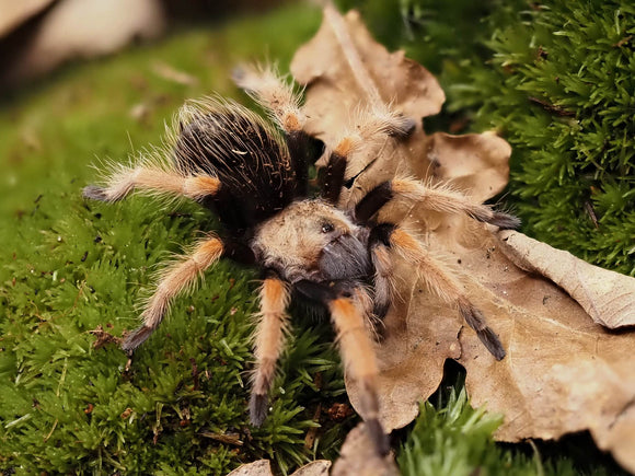 0.1 Brachypelma boehmei