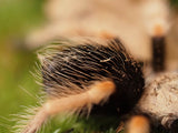 Brachypelma boehmei