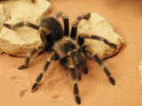 Brachypelma auratum