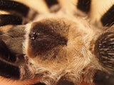 Brachypelma auratum